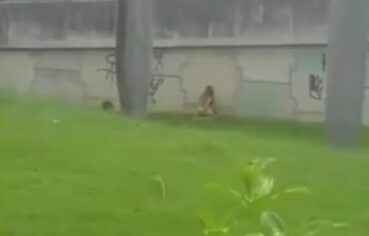 Gatinha de Campos goza no cu em vídeo amador bem sacanão