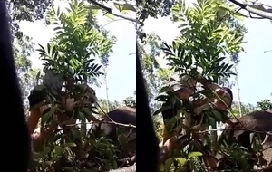 Daniela safada filmando a putaria ao ar livre com o esposo no meio do mato