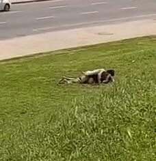 Casal safado transando na grama sem vergonha com carros passando